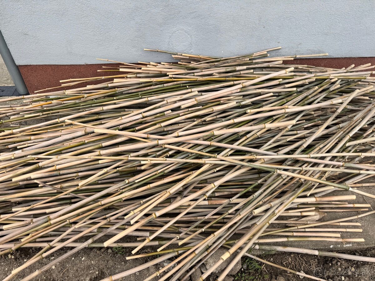 Predám bambusové tyče – 180 až 200 cm