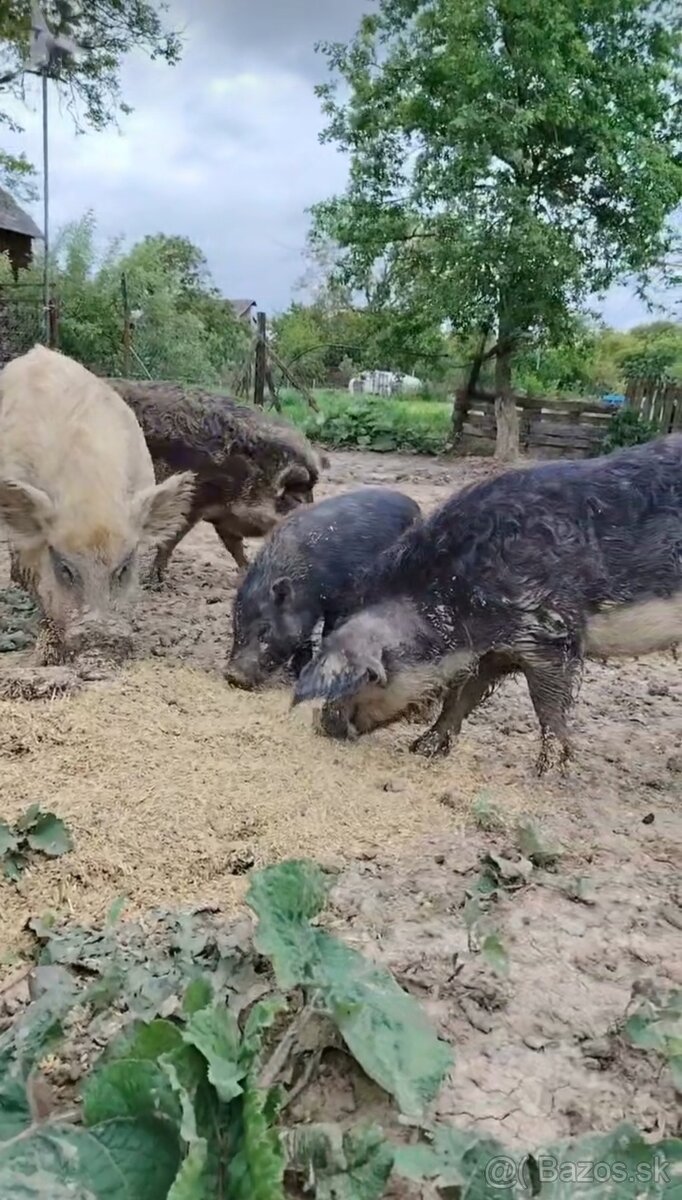 Mangalica