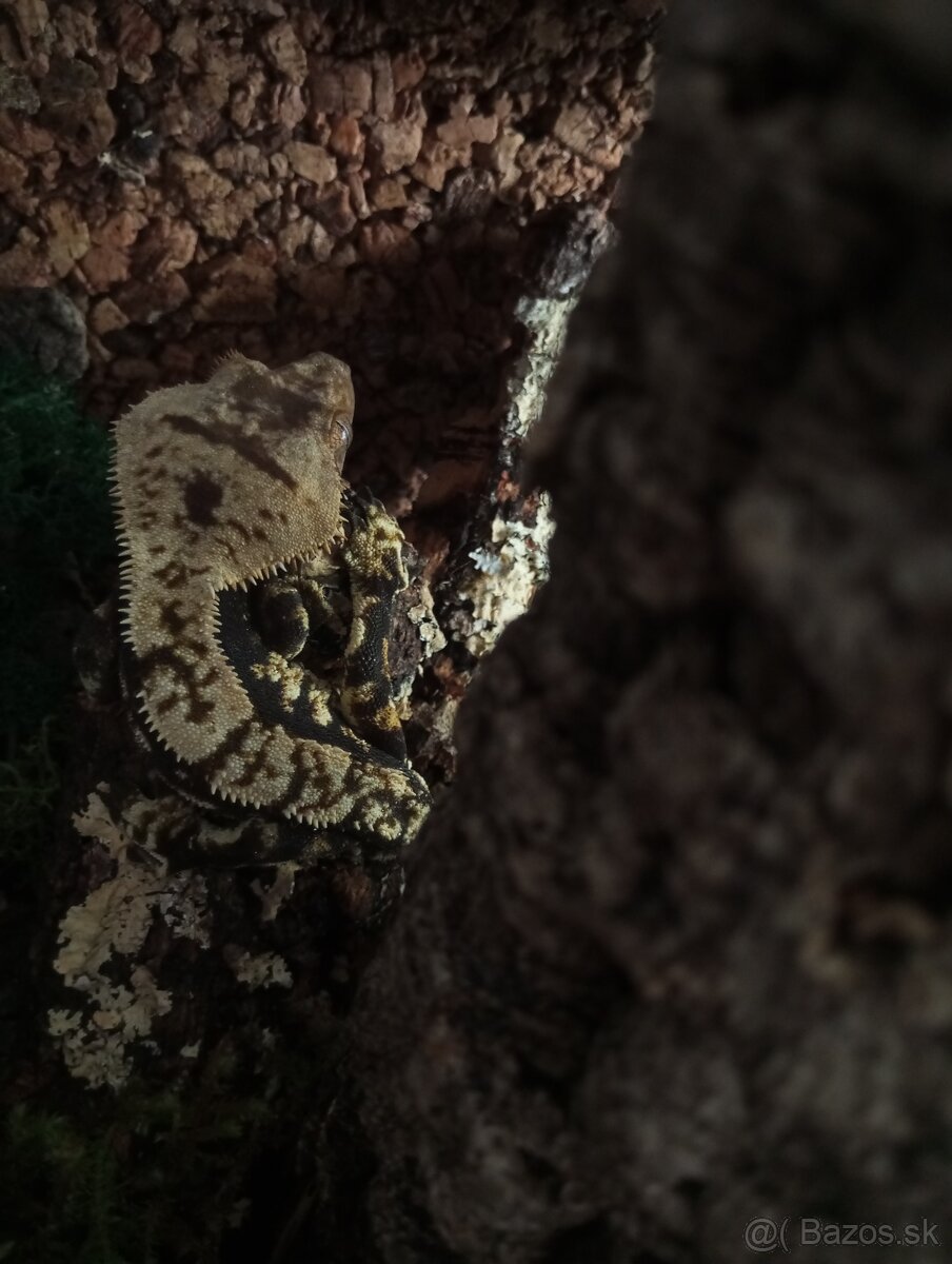 Correlophus ciliatus