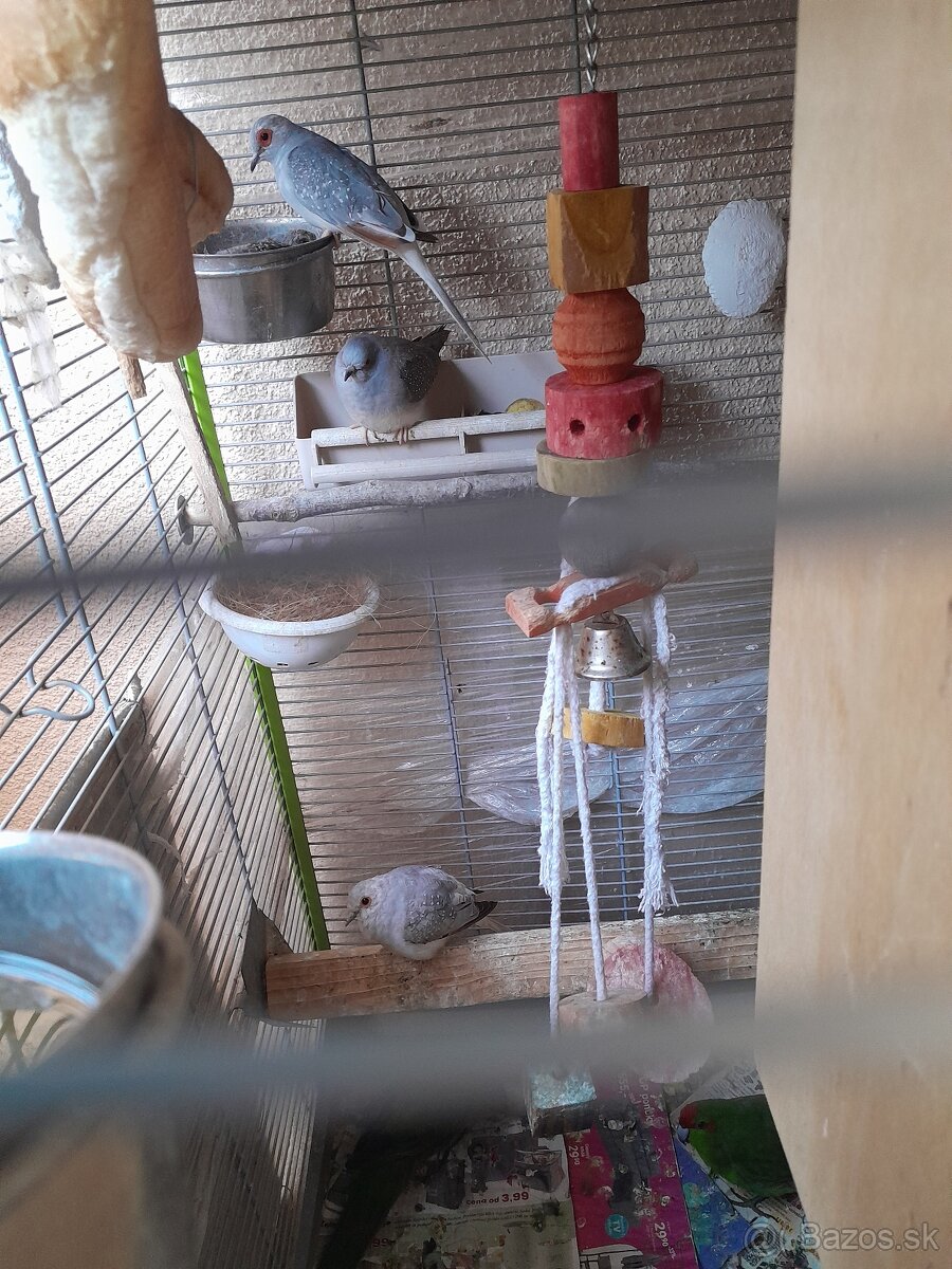 Papagaju