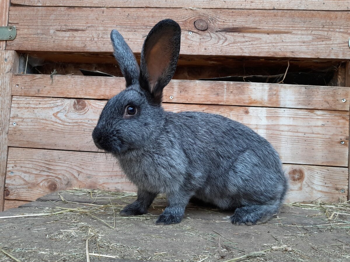 Mix VSS x hyla x kalifornský x burgundský