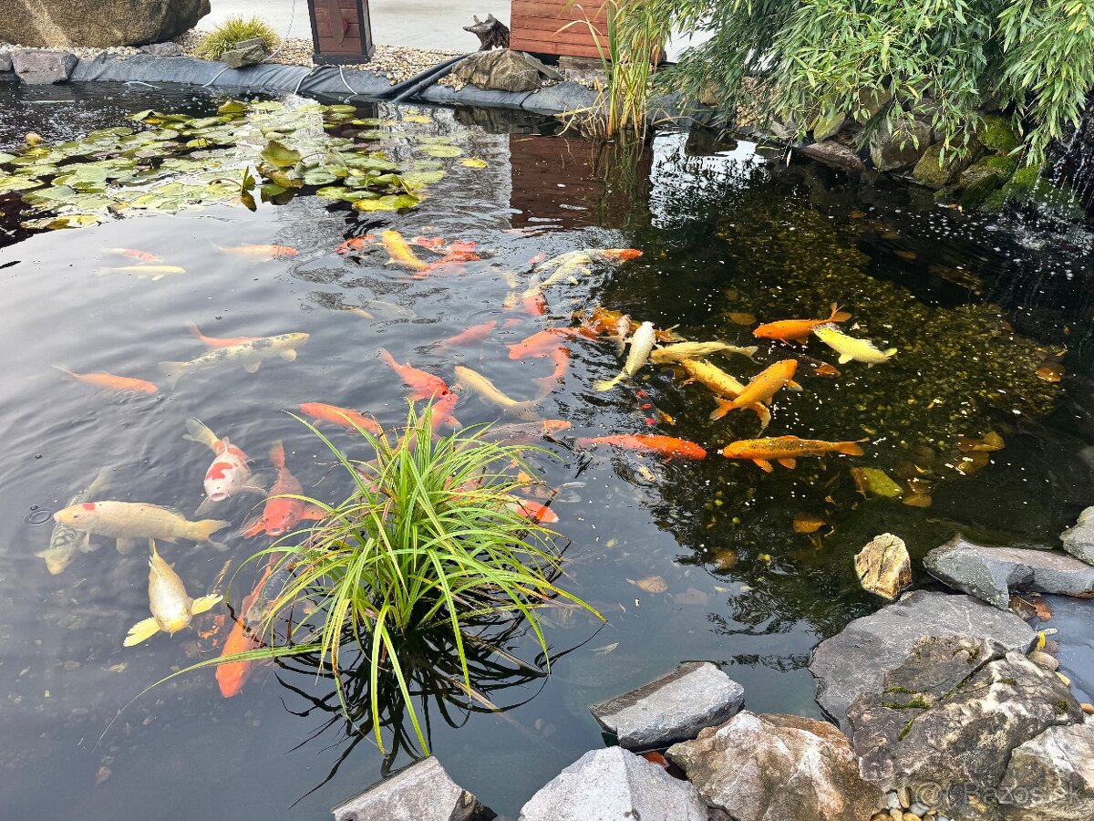 Koi