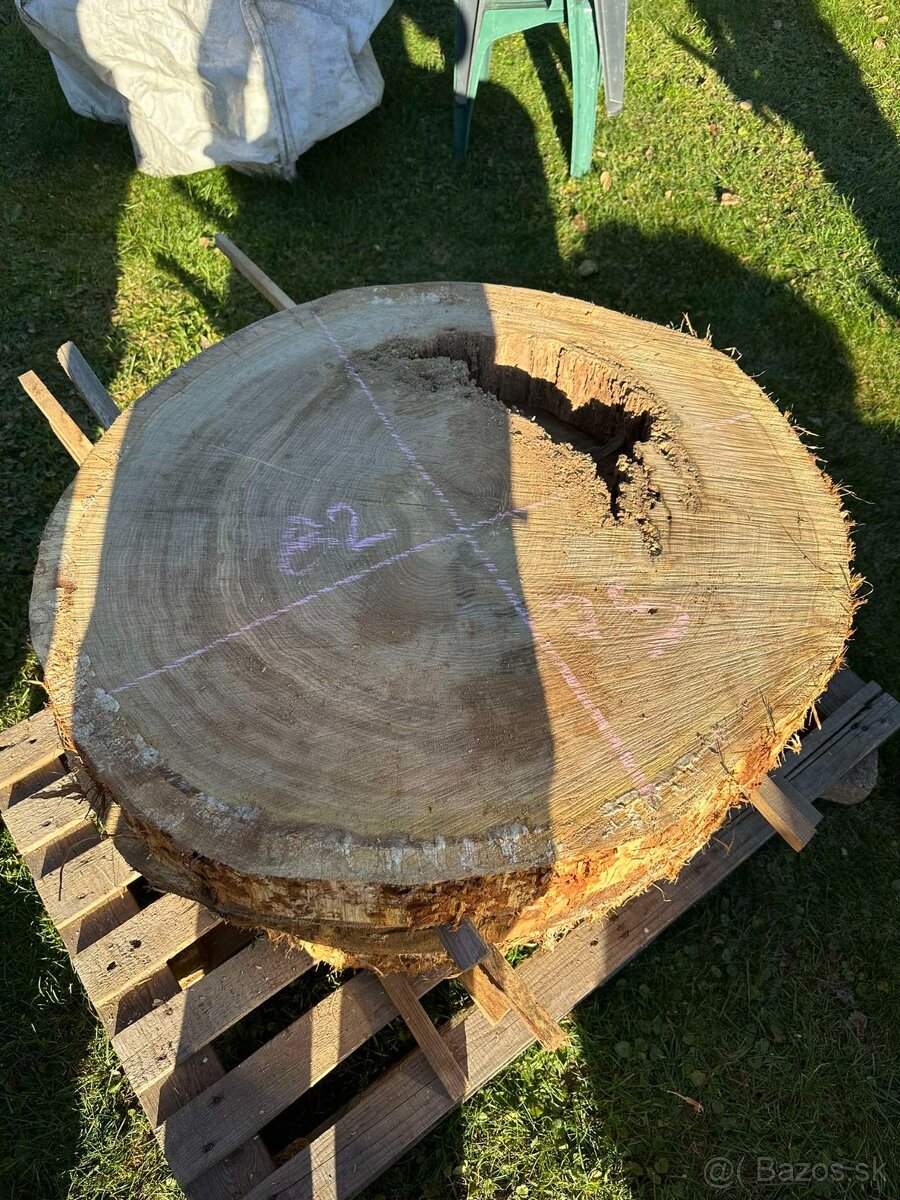 Vysušené dubové koláče / priečne rezy, dub