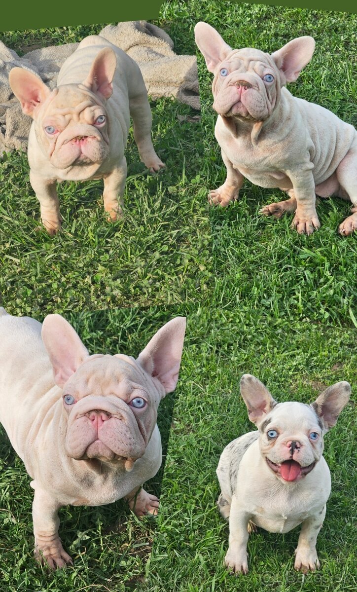 Francúzsky buldoček fenky, merle aj visual pink