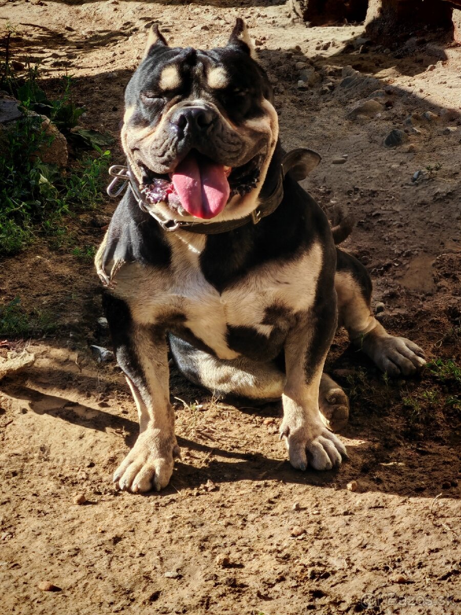 American Bully POCKET tricolour Krytie