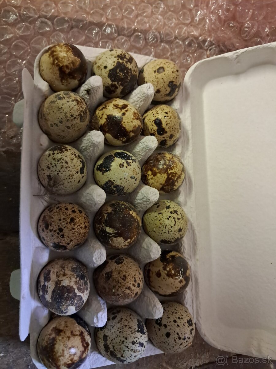 Predaj domácich prepeličích vajec