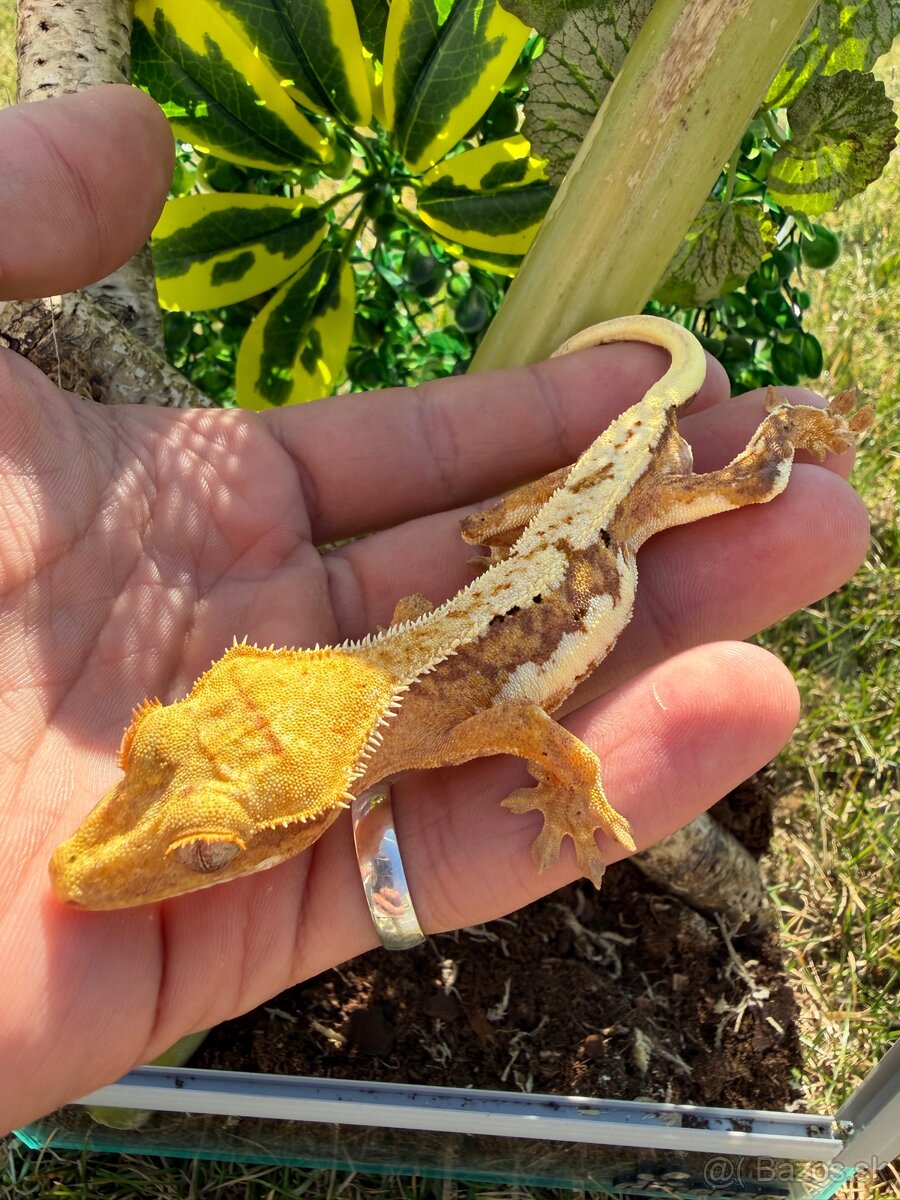 Terárium + Pagekon riasnatý Crested gecko