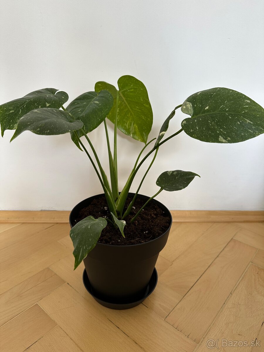 Monstera thai constalation