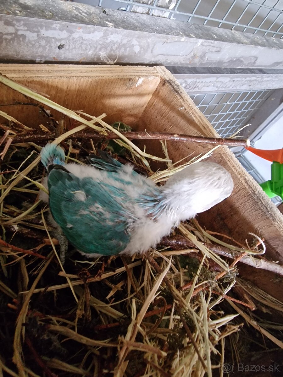 Agapornis fisher