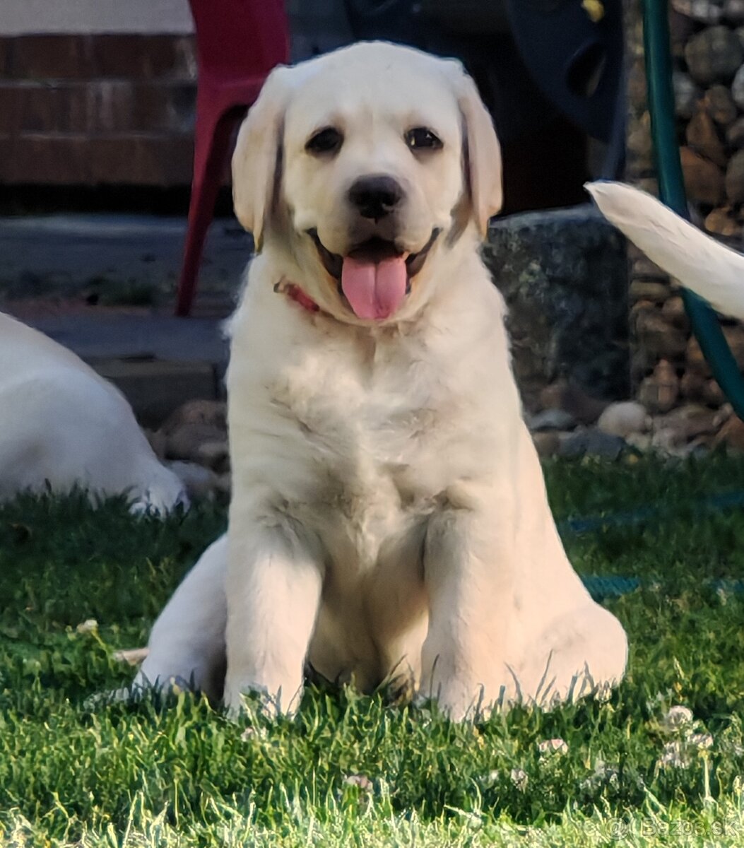 Labrador retriever -šteniatka s PP