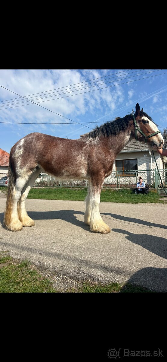 Clydesdale . Shire