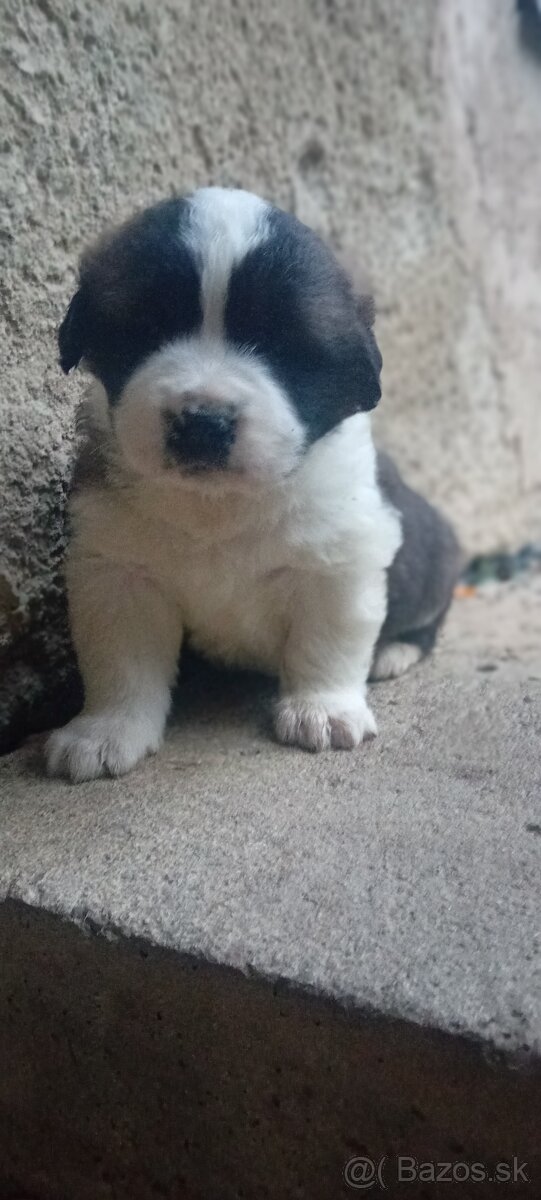 Moskovský strážny pes