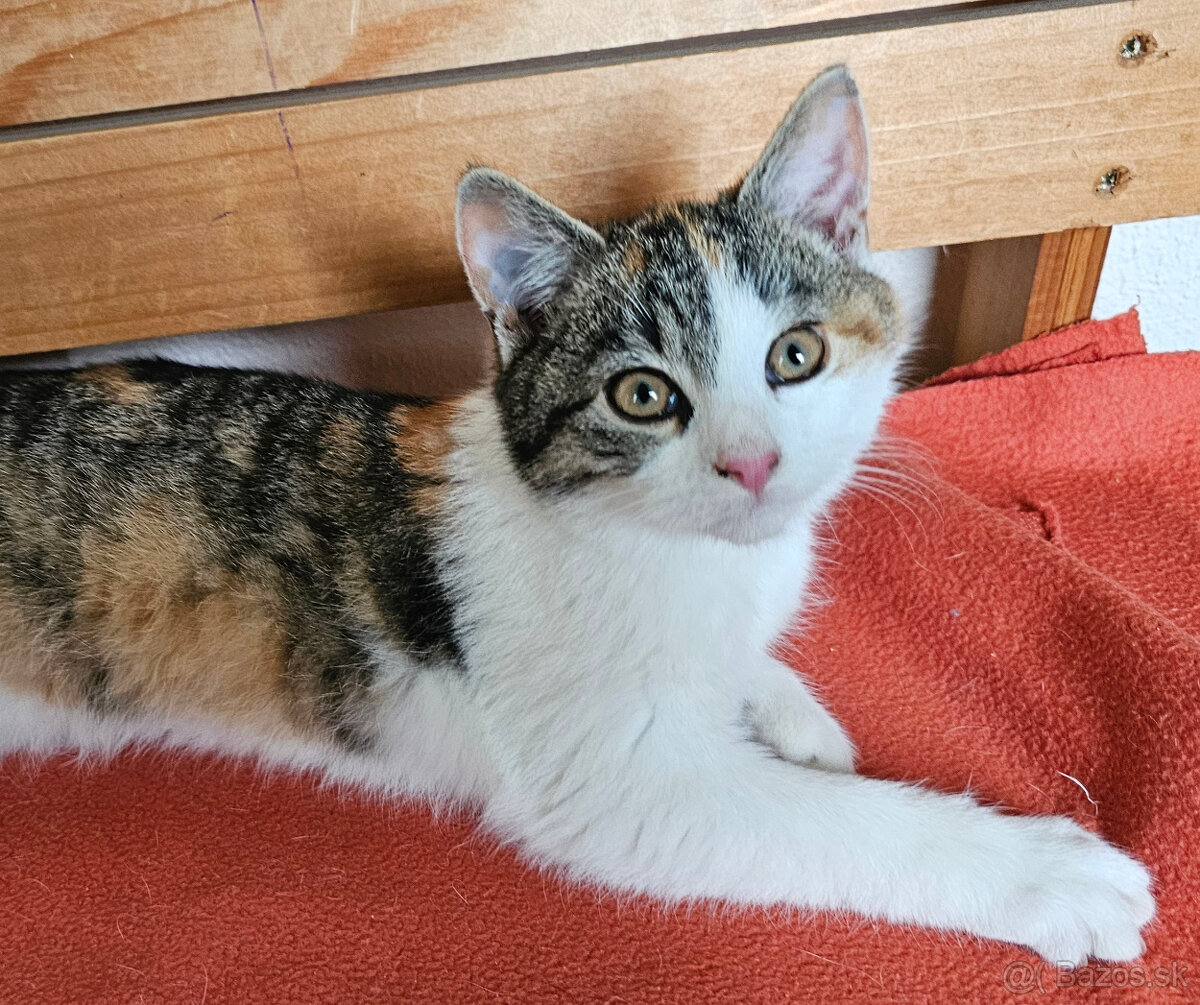 Darujem trojfarebnú mačičku