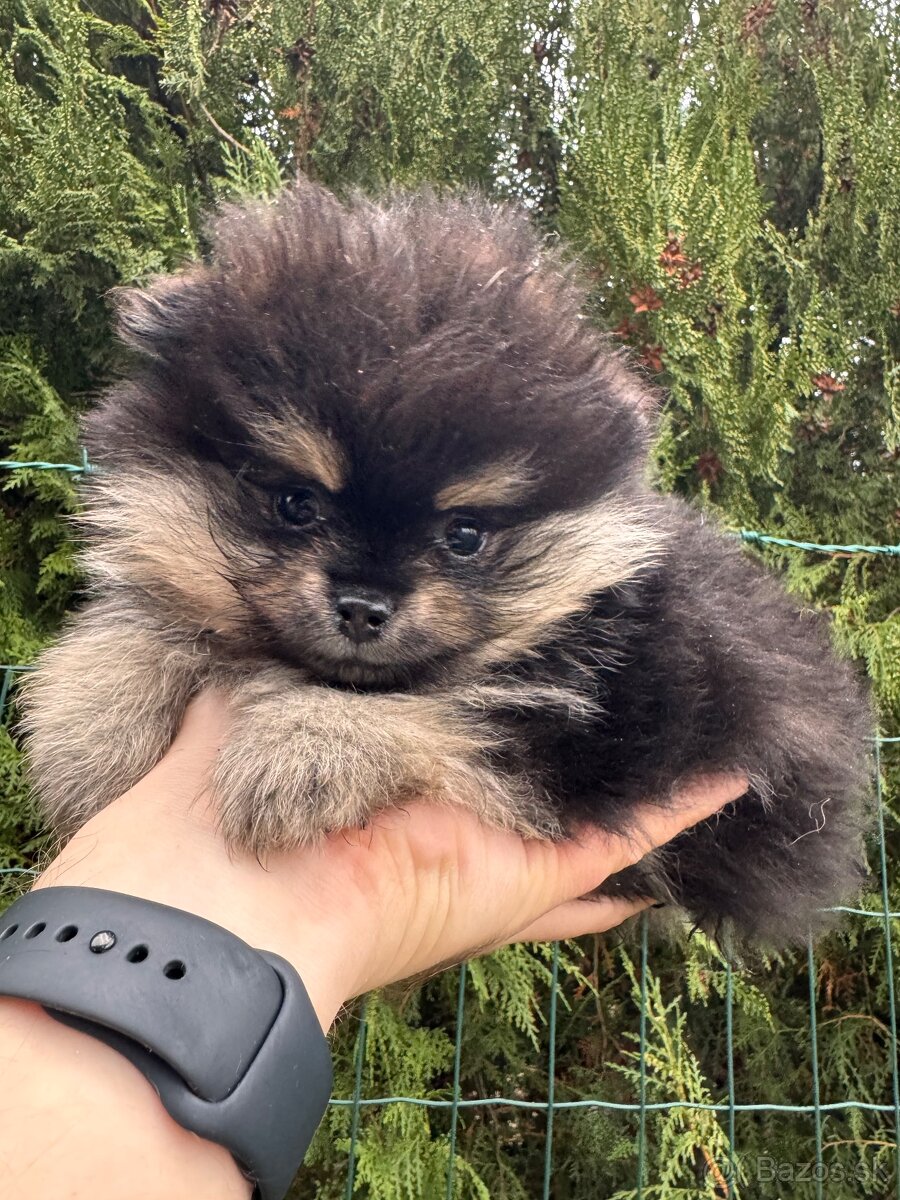 Špic Pomeranian čierno pálený fenka