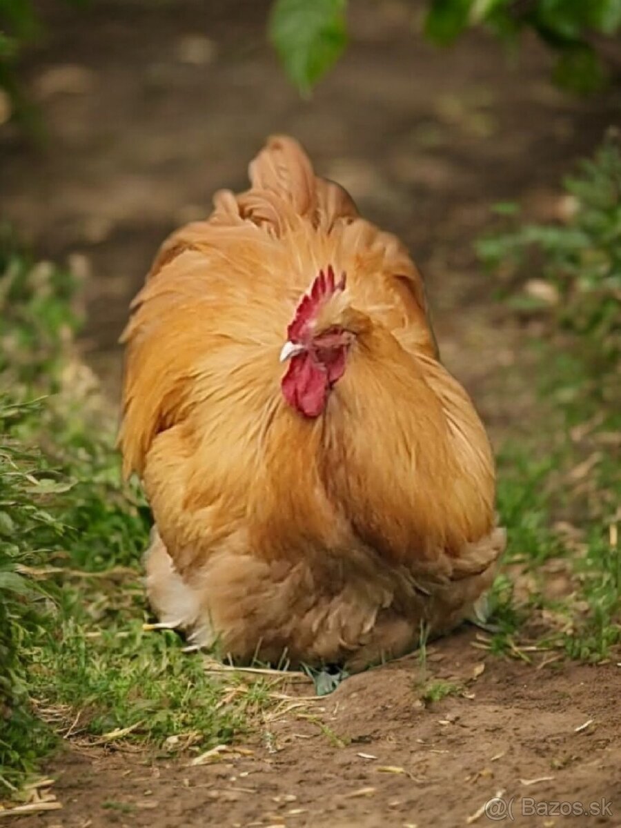 Kohút Orpingtonka žltá