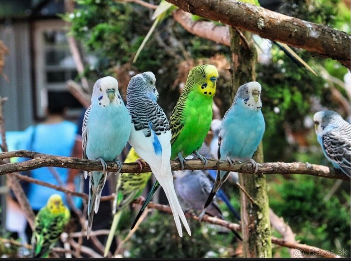 Kupim Exotické vtactvo