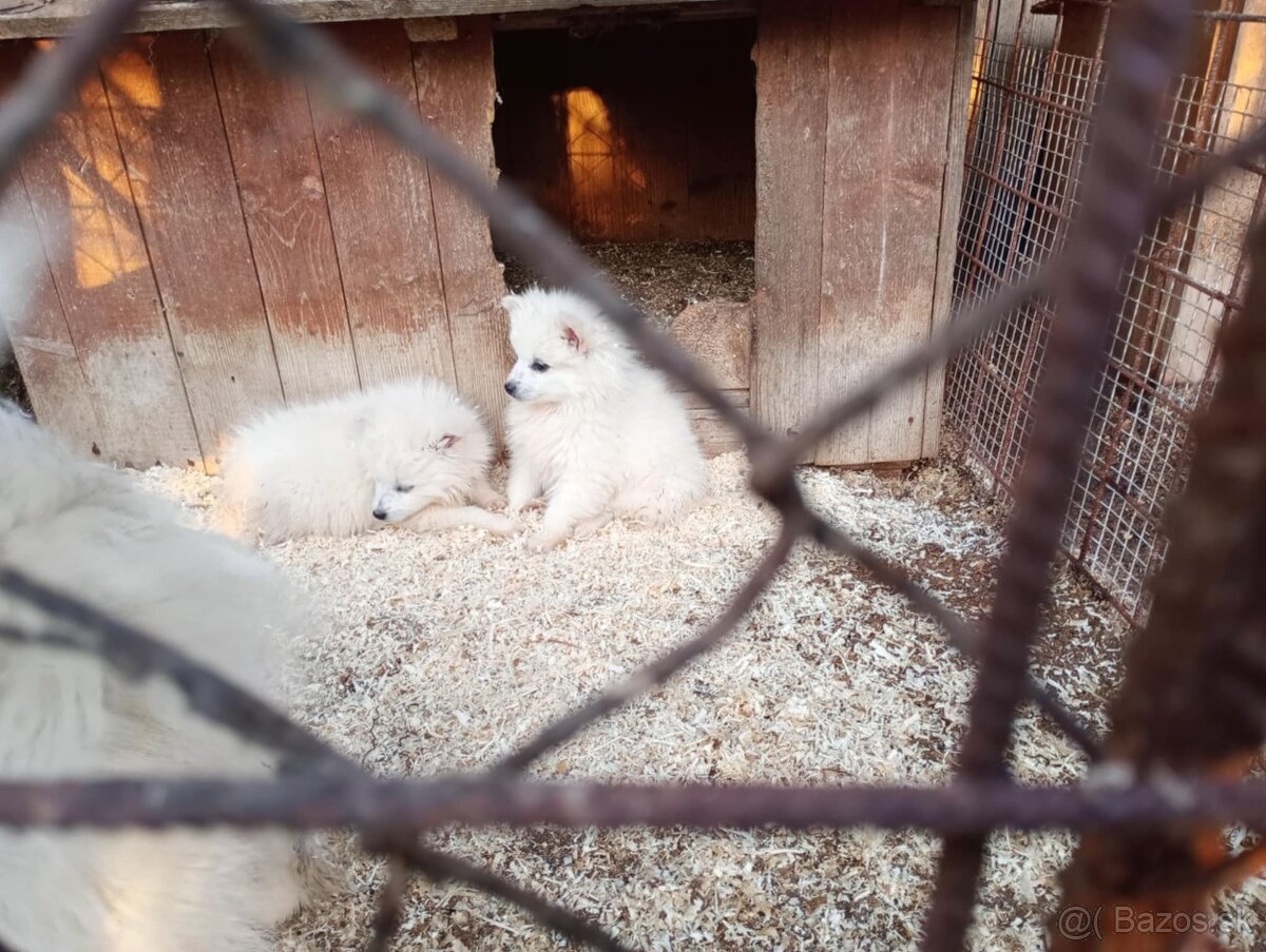 Šteniatka nemeckého bieleho špica