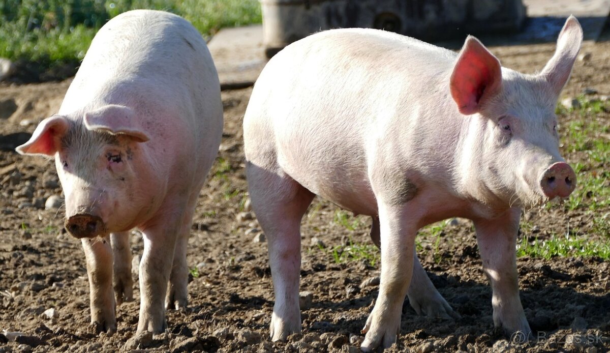 Predám prasata cca 50,60 Kg
