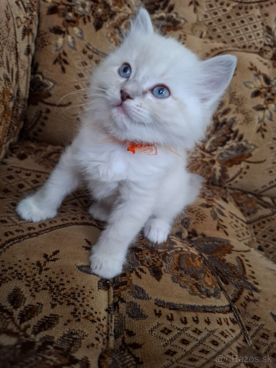 Ragdoll macicka blue lynx mitted