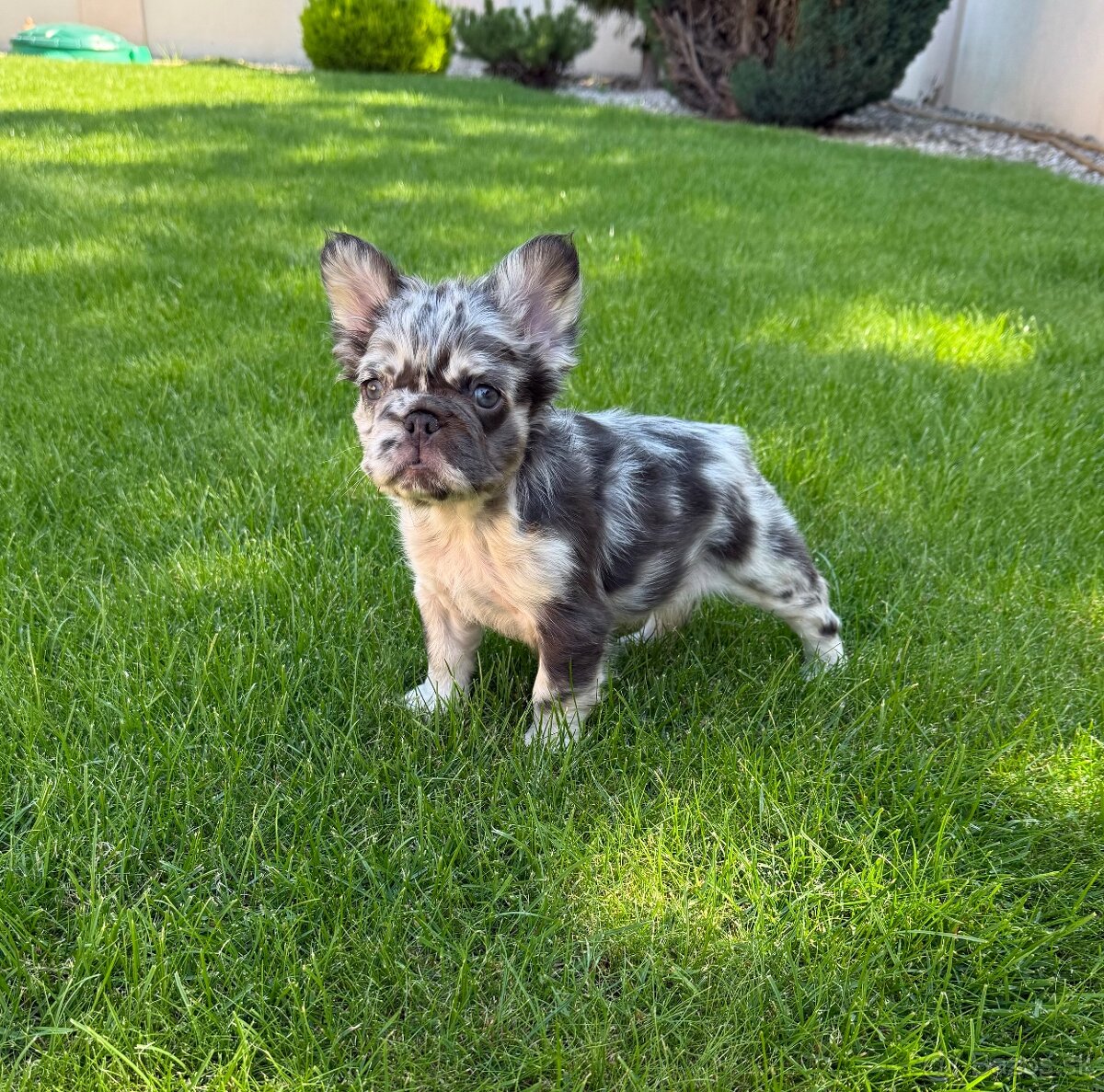 Francuzsky buldoček choco merle fluffy fenka a black fenka