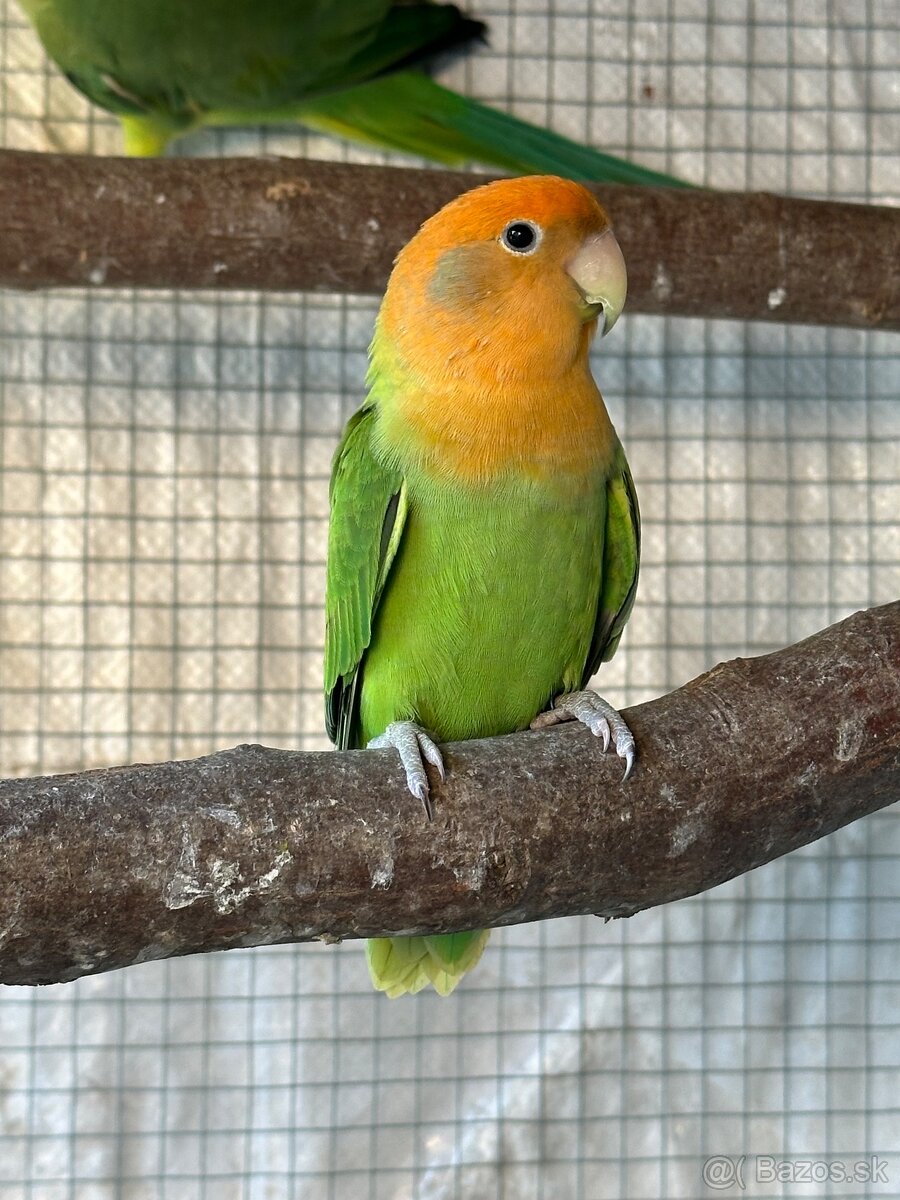 Agapornis