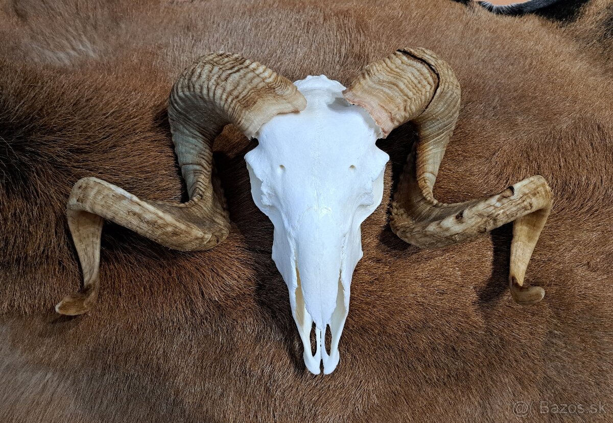 Trofeje, baran a cap