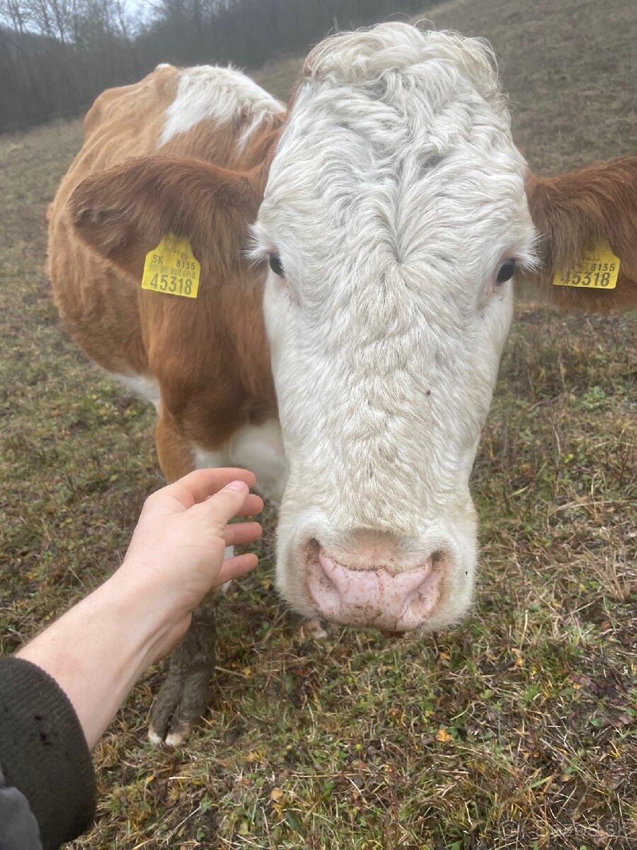 Slovenska strakata ss