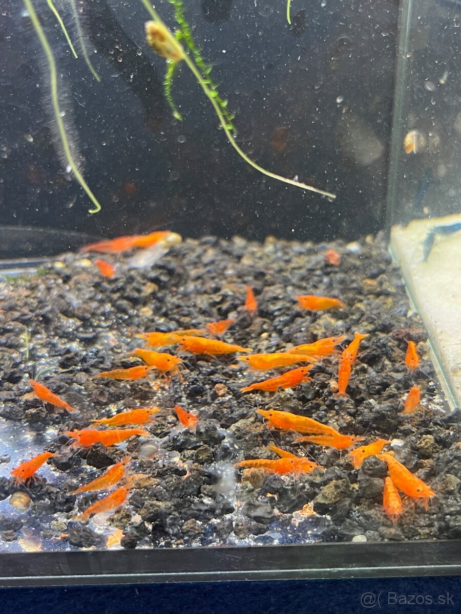 Krevetky (Caridina + Neocaridina)+rastlinky