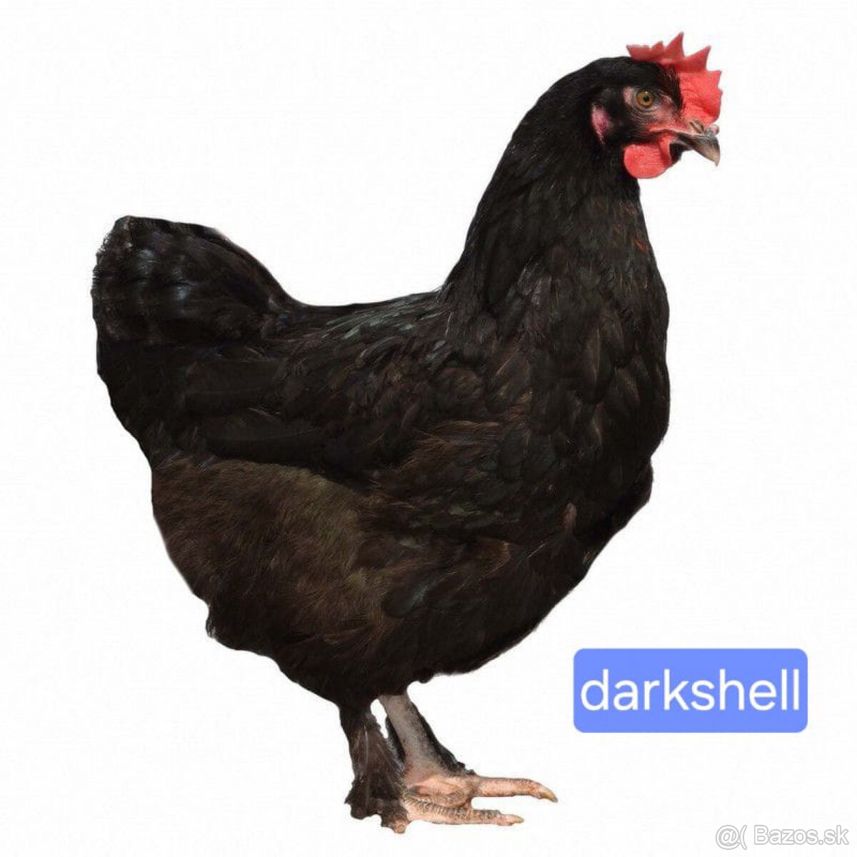 Darkshell