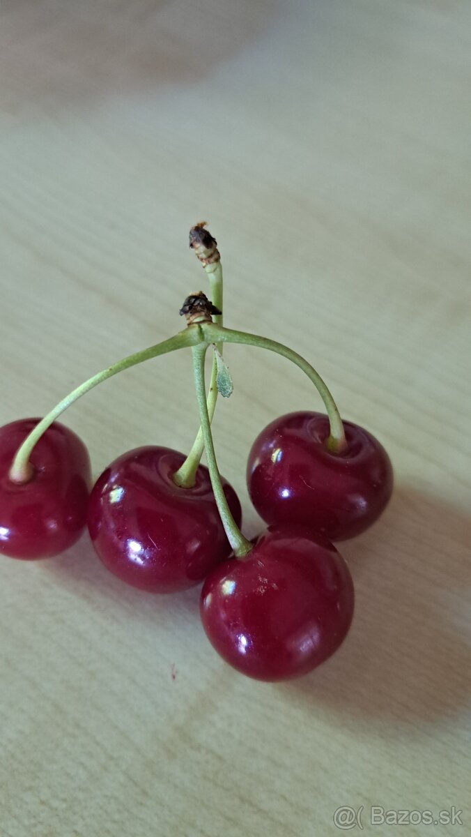 Višne visne