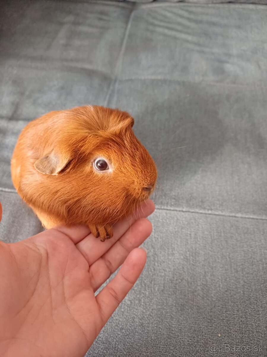 Morciatko Steeve