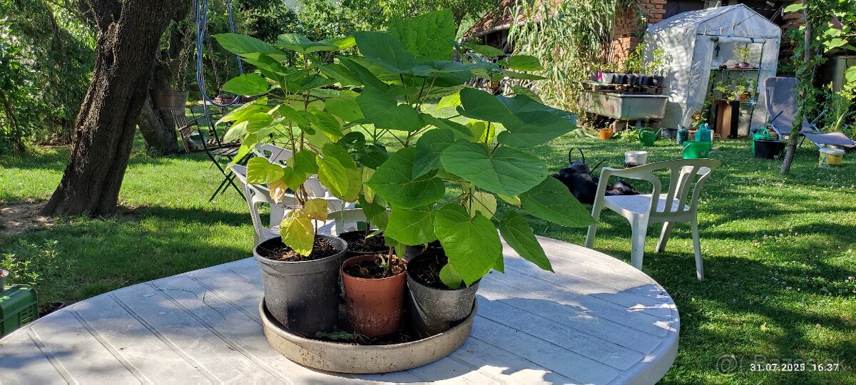 Katalpa nádherná (Catalpa speciosa)