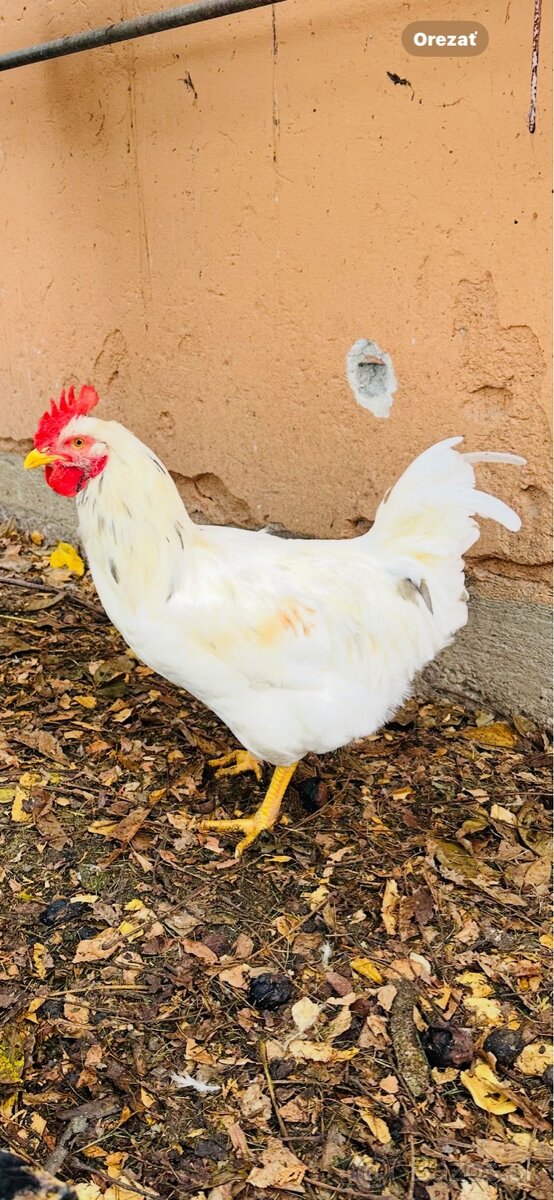 Predám mladých kohútov