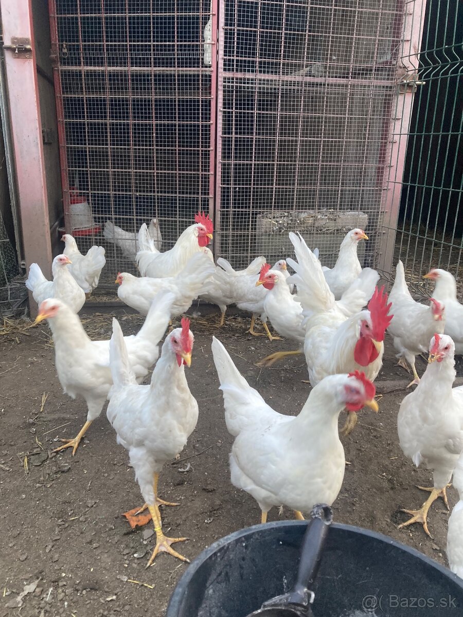 Leghorn (rezervované do soboty)