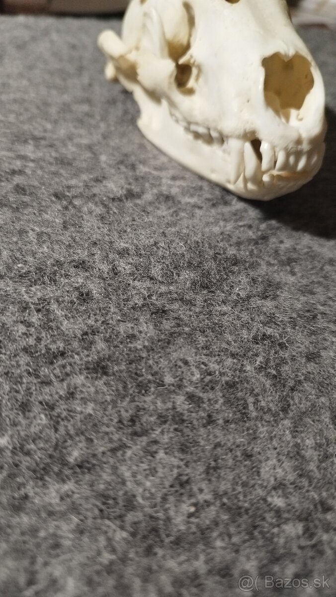 Predám lebku jazveca parožie, zhody, trofeje.