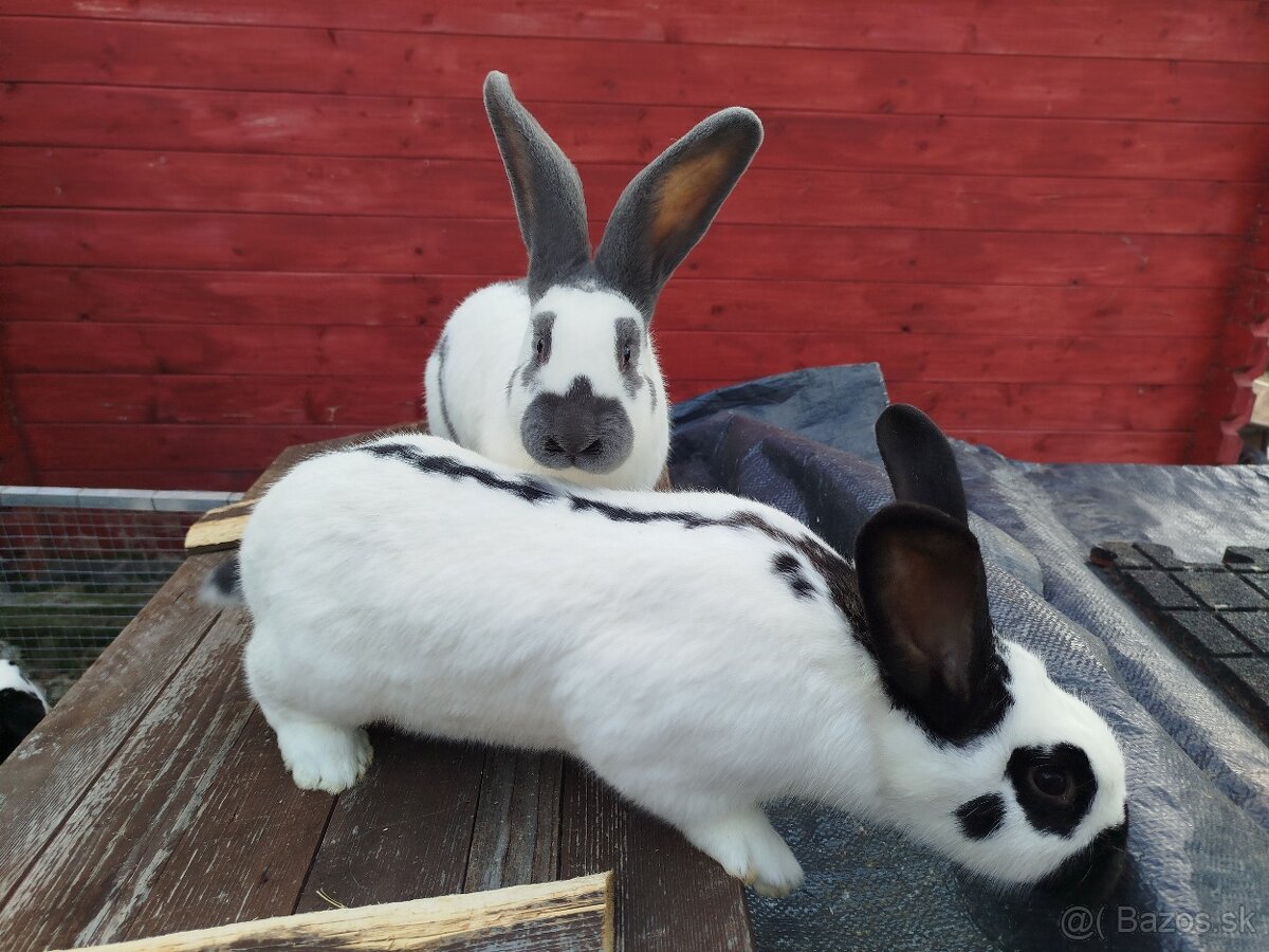 Belgický obor a strakac