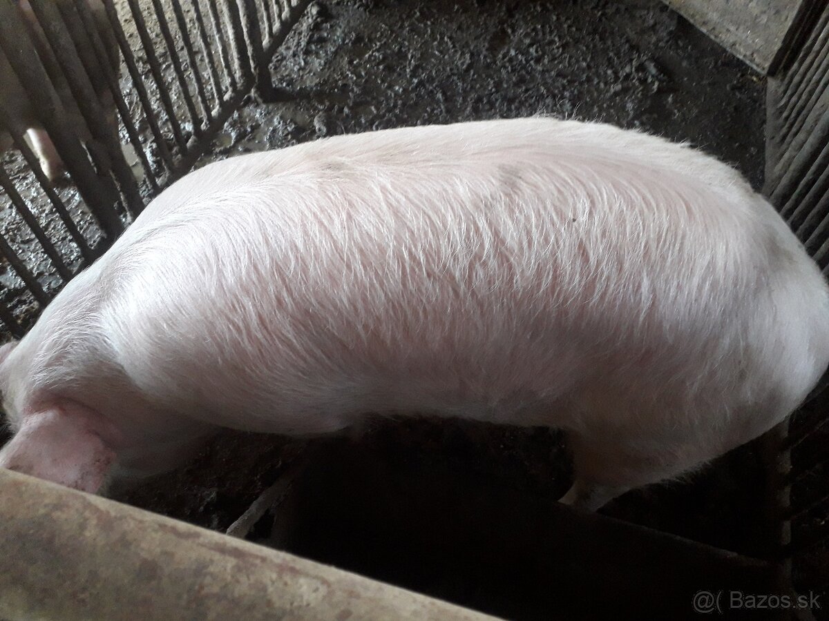 jatočna ošipana