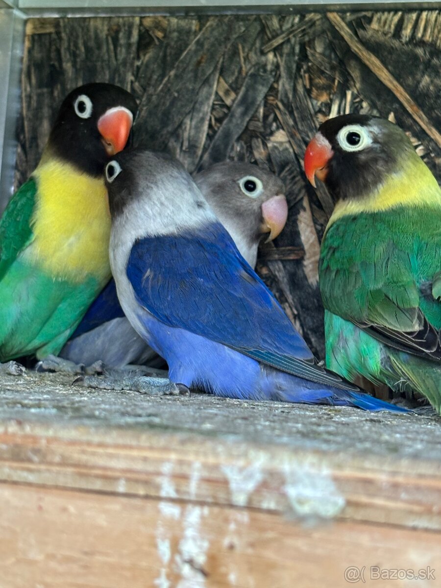 Agapornis Skraboskovy