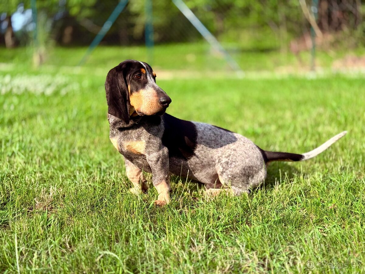 Basset s PP