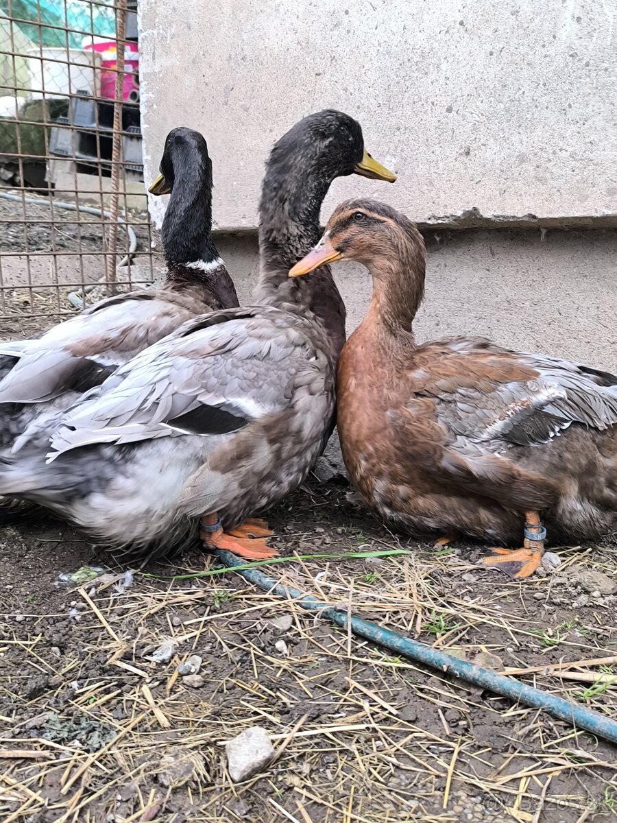 Kačica ruanska anglicka