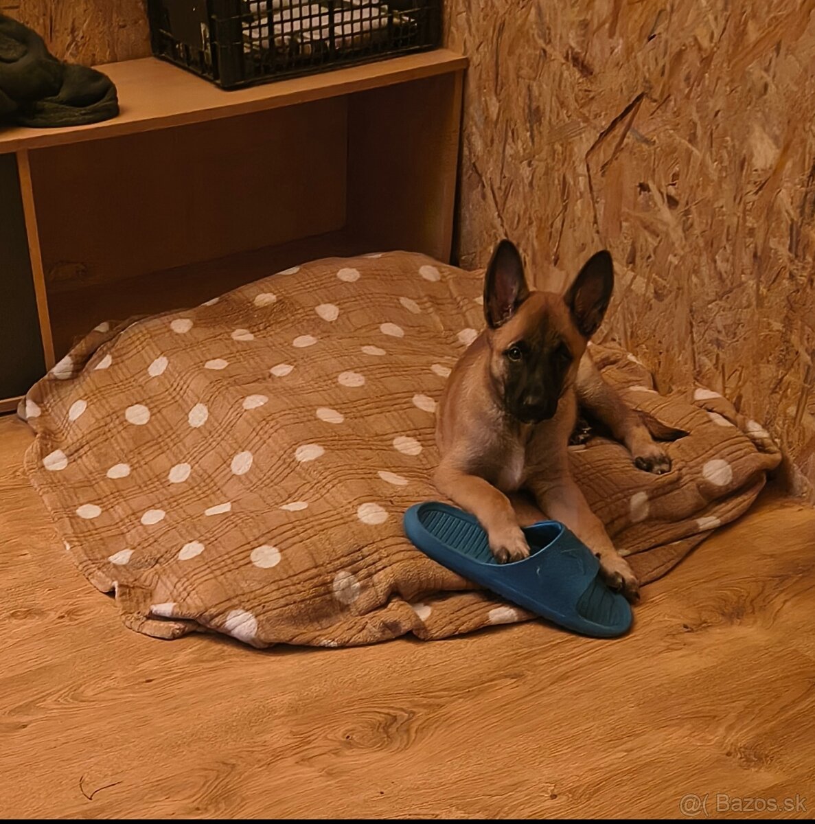 Fenka Belgický ovčiak malinois bez PP