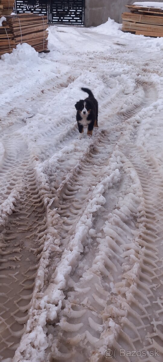 Bernský salasnicky pes