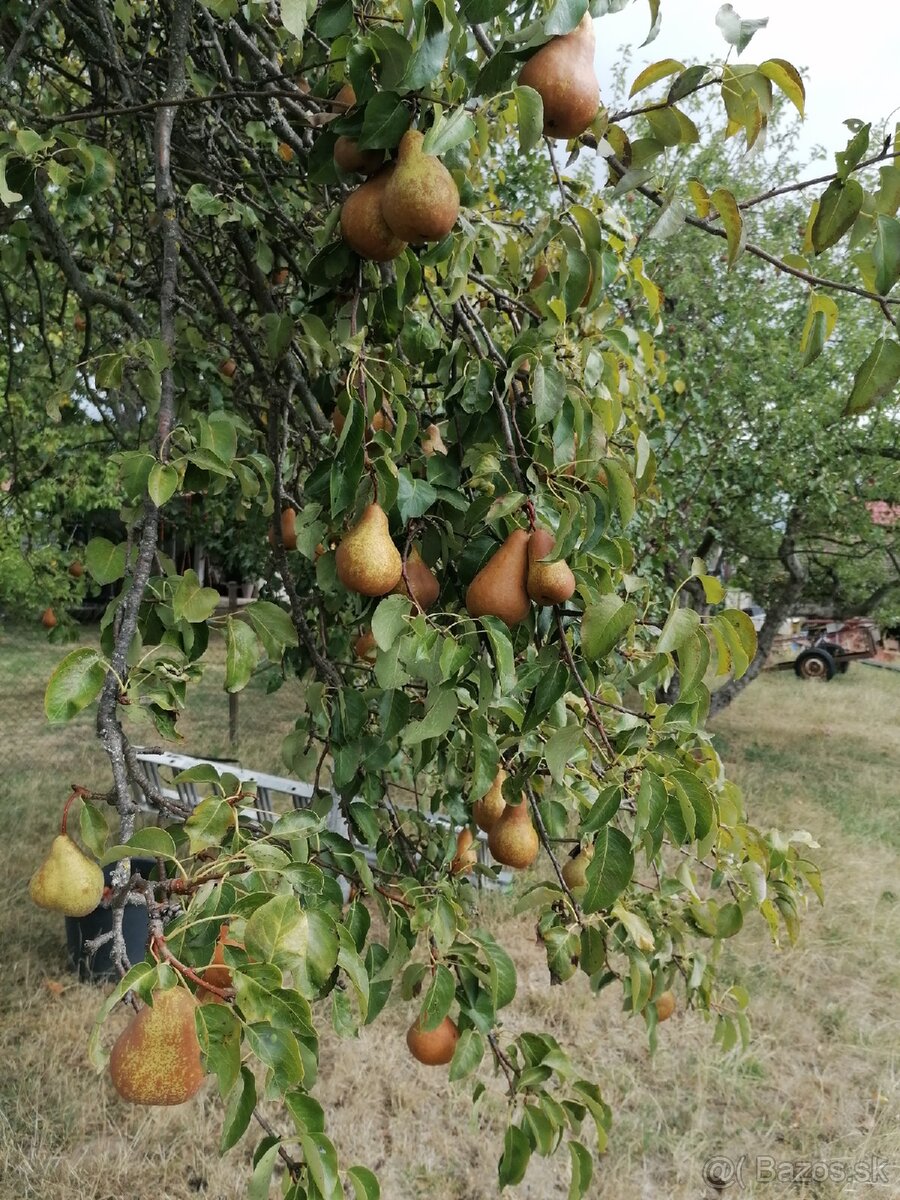 Hrušky