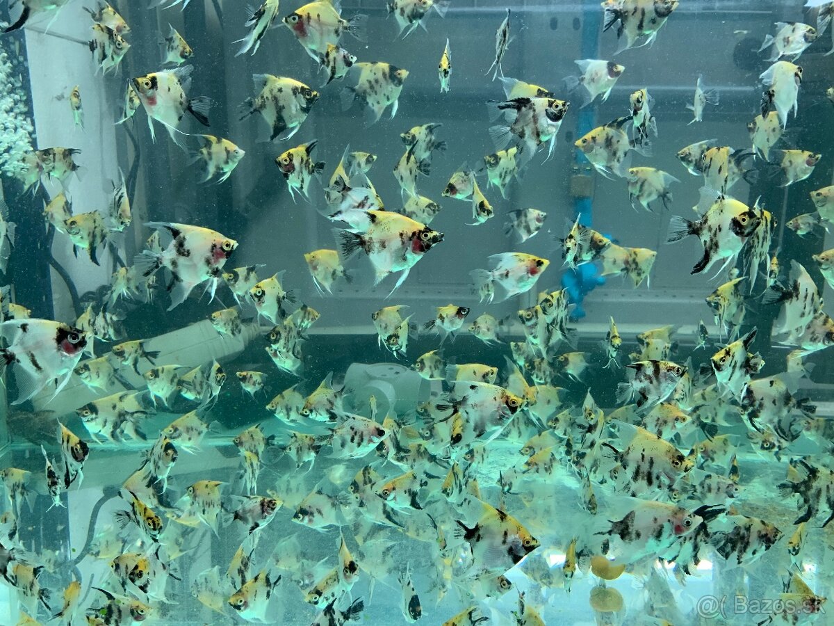 Akvarijne rybičky