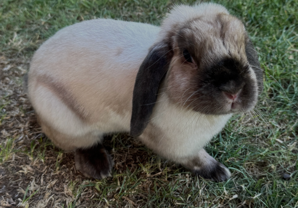 Bea na adopciu