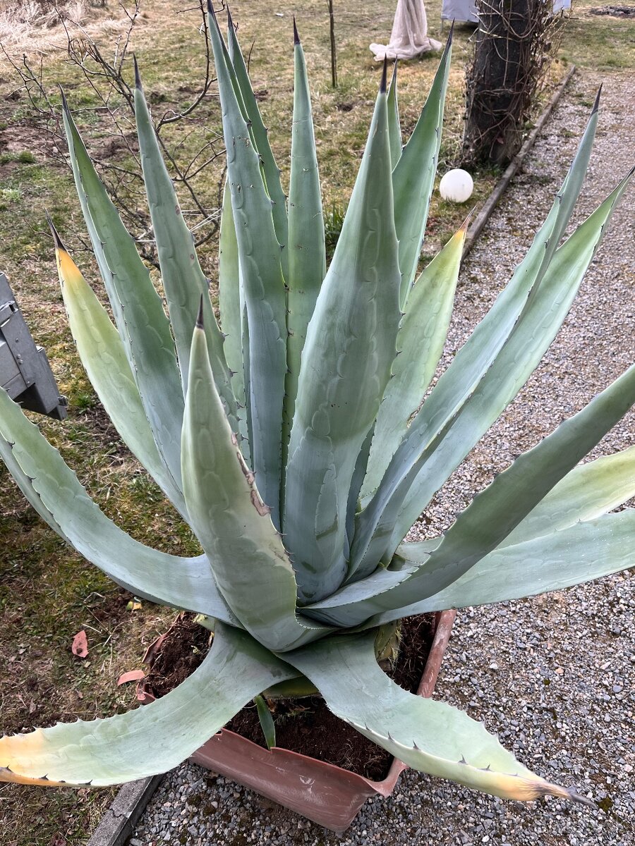 Obrovská Americká Agáva