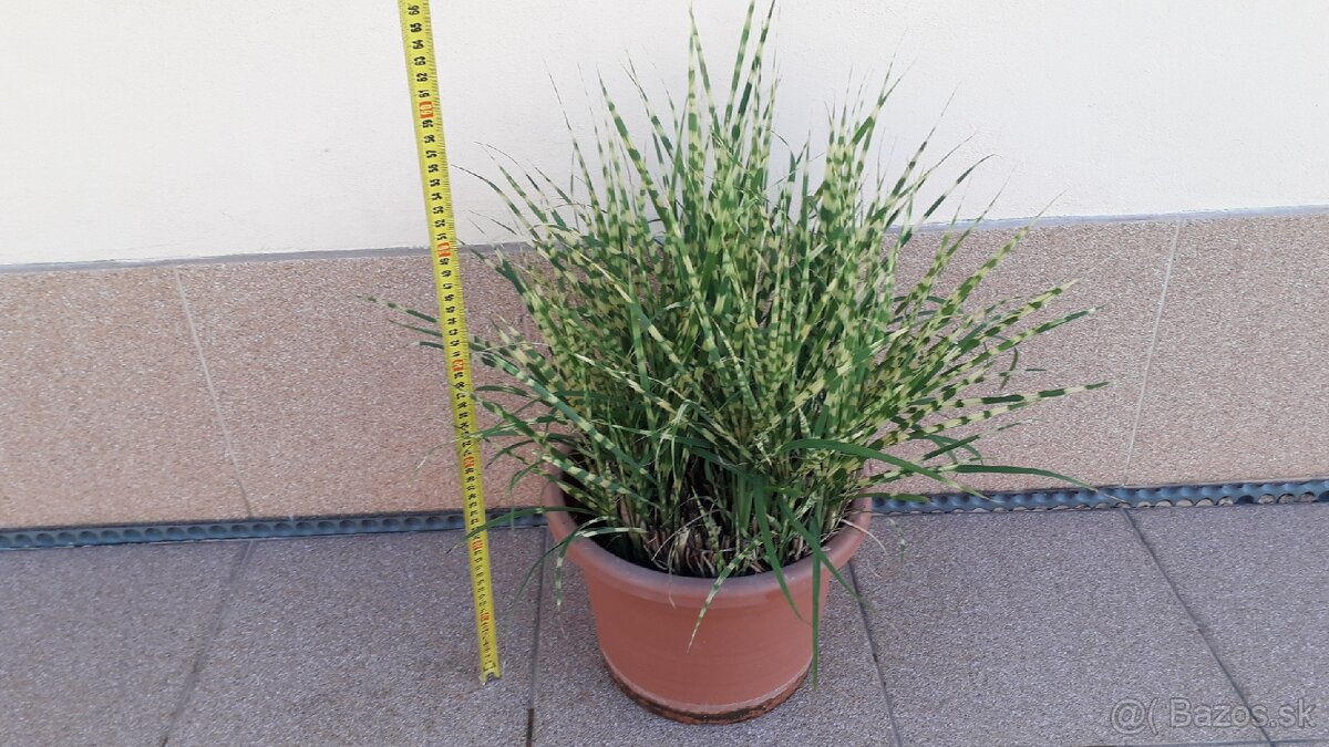 Ozdobnica čínska (Miscanthus) - GOLD BAR odroda, 65 cm.
