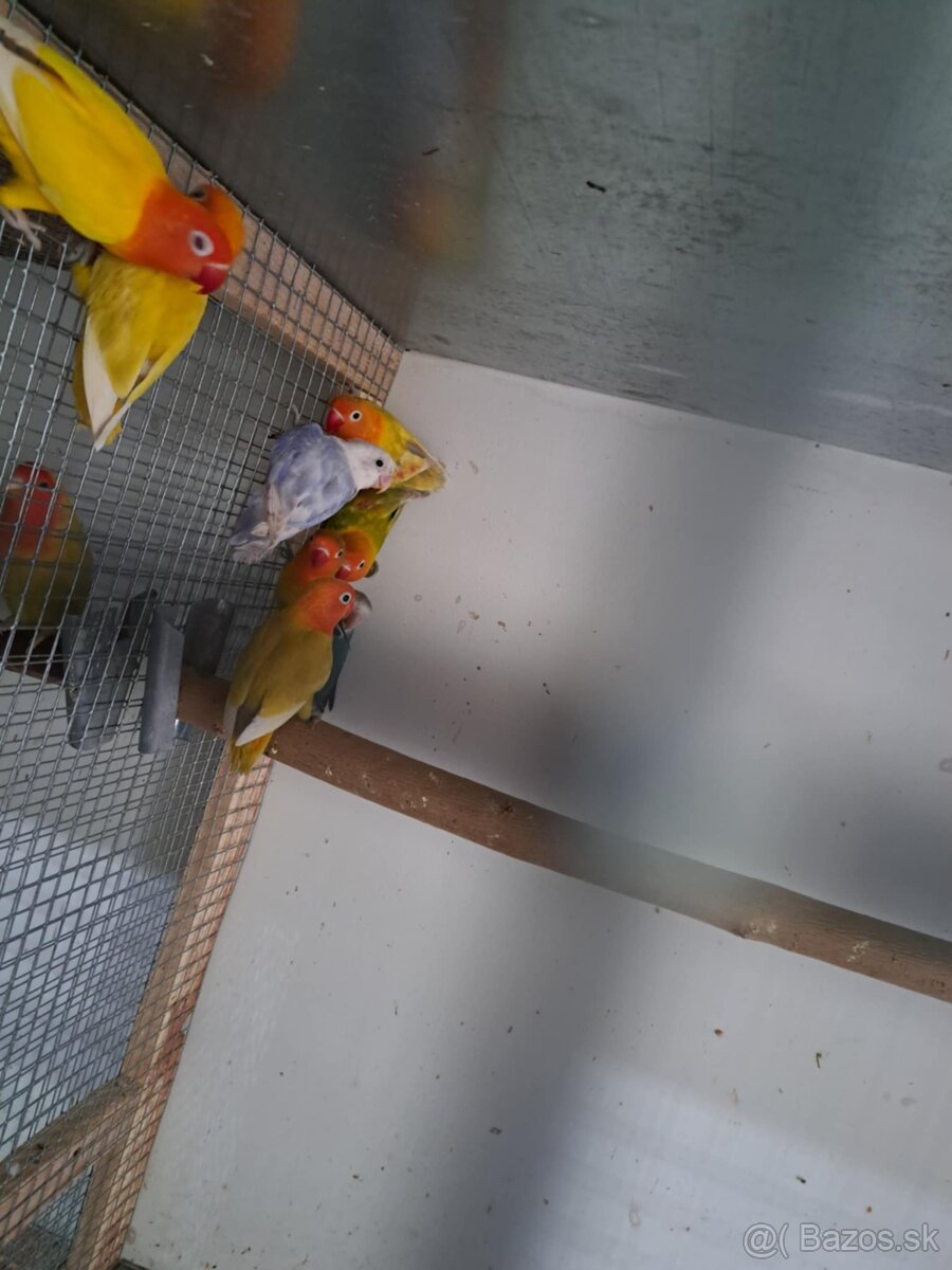 Agapornis Fisher 2025-Samček aj Samička,možnost aj parku.