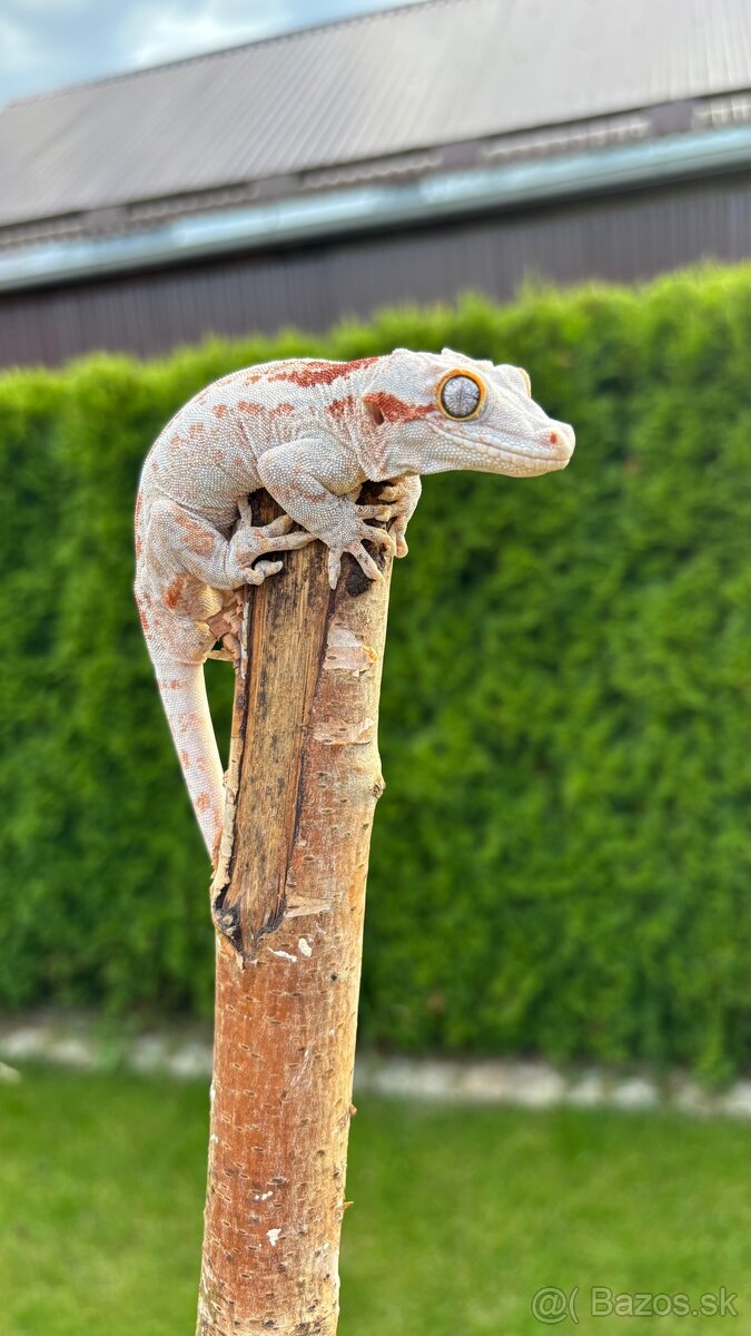 Pagekon hrbolkohlavy - R. Auriculatus