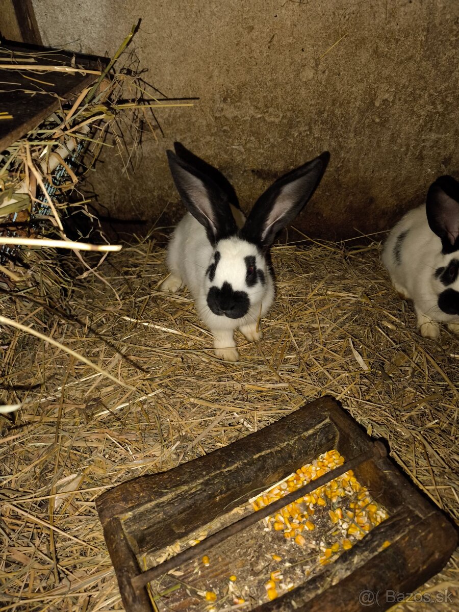 Nemecký obrovity strakač